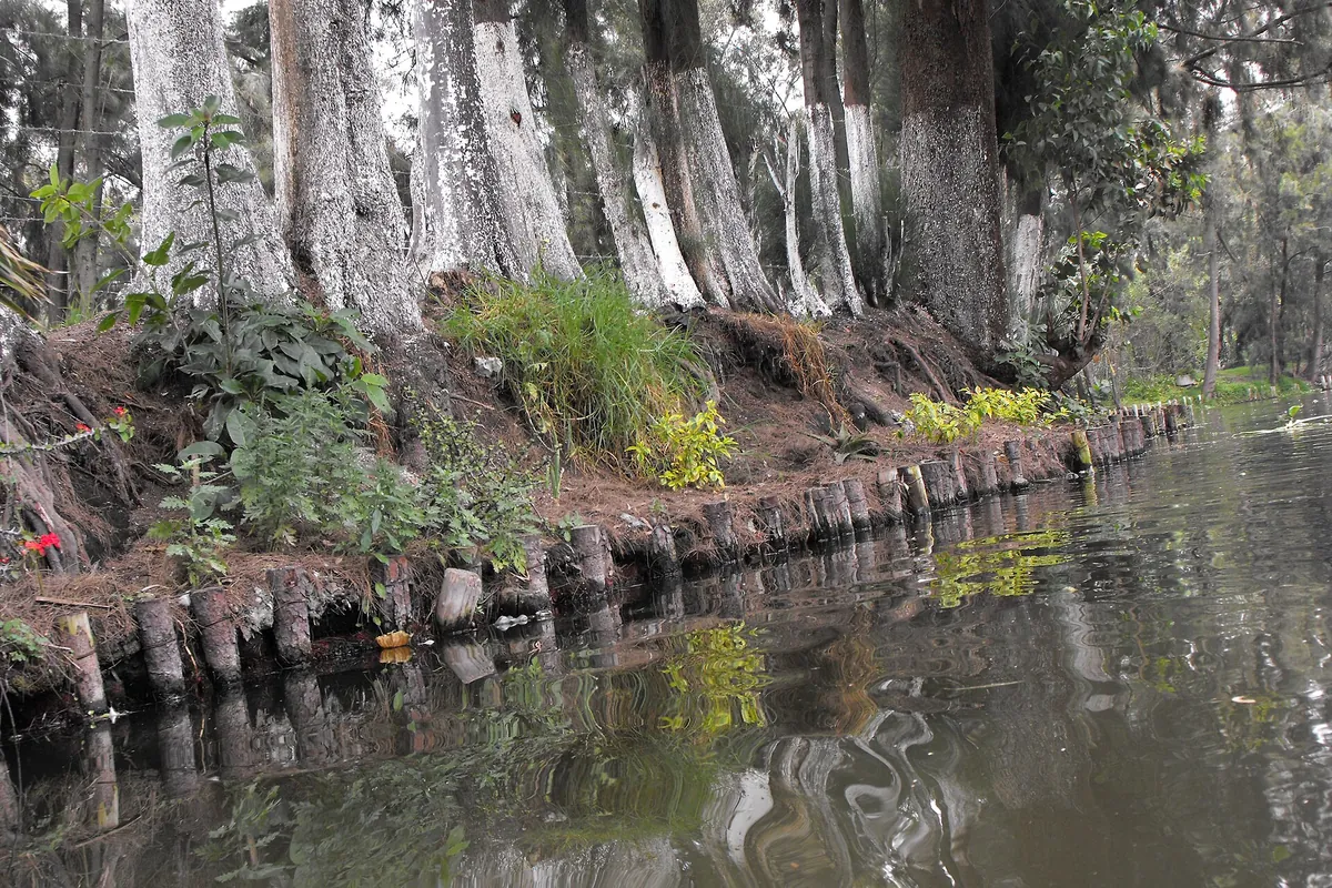 A narrow Xochimilco canal edged with the upright posts of a chinampa, a bank of mud and plants held in place by stakes, with trees above